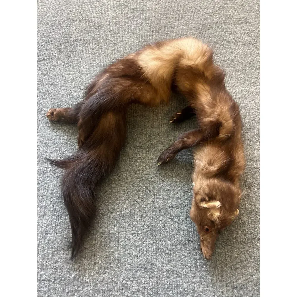 VTG Stone Marten Full Body Pelt Taxidermy w/ Paws Fur Neck Warmer Stole Scarf